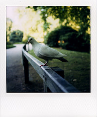 One-Legged Pigeon